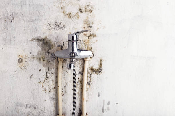 Best Fast Mold Removal  in Selmer, TN