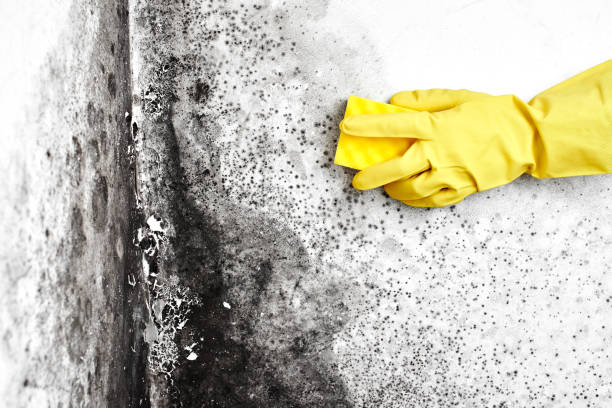 Office Mold Removal Services in Selmer, TN