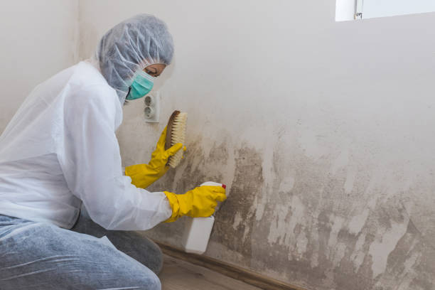 Best Black Mold Removal  in Selmer, TN