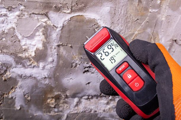 Best Home Mold Removal  in Selmer, TN