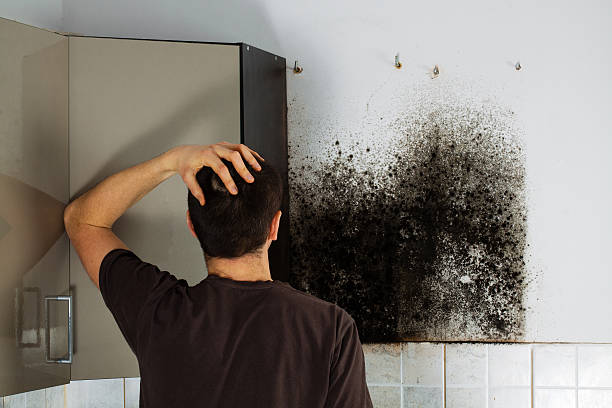 Best Toxic Mold Removal  in Selmer, TN