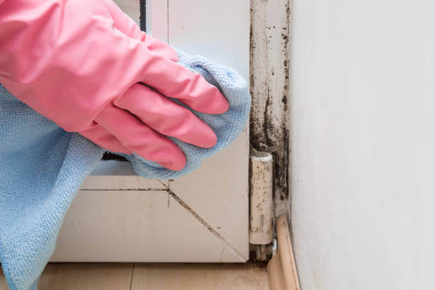 Best Local Mold Removal Service  in Selmer, TN