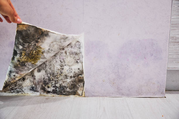Selmer, TN Mold Removal Company